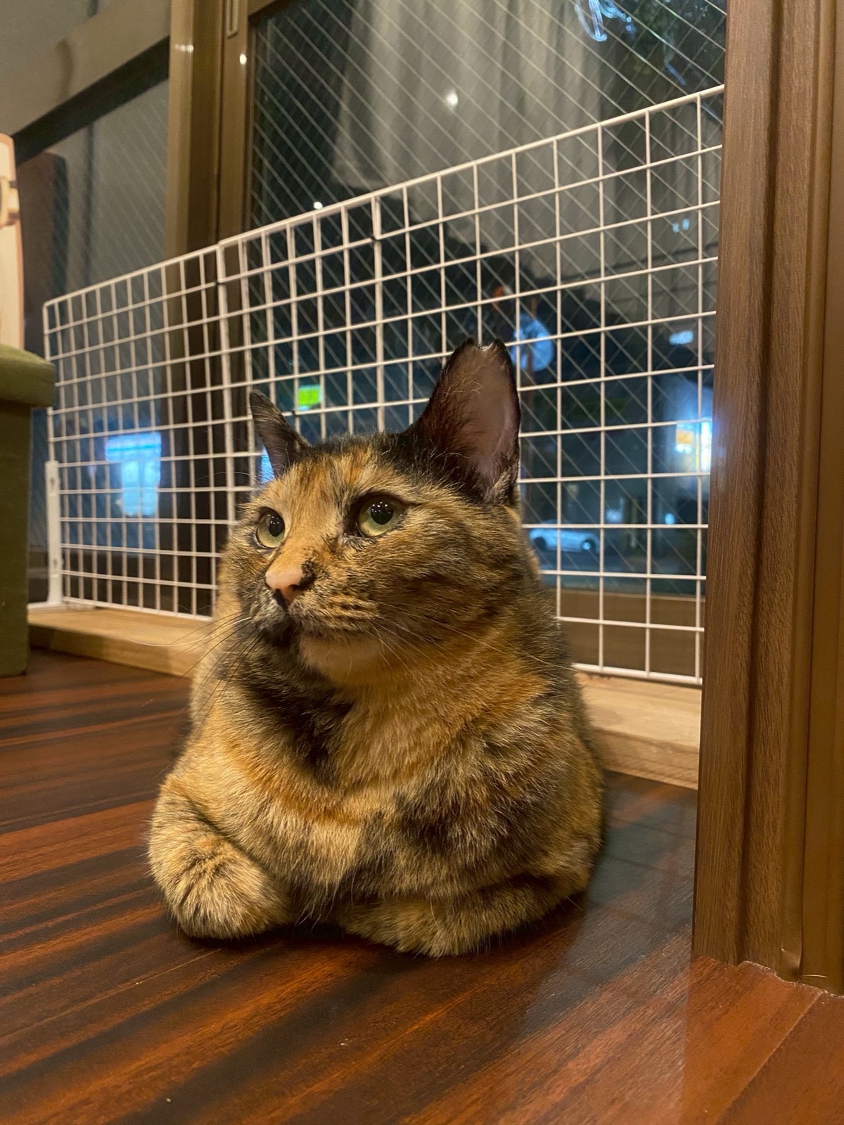 くつろぐ保護猫